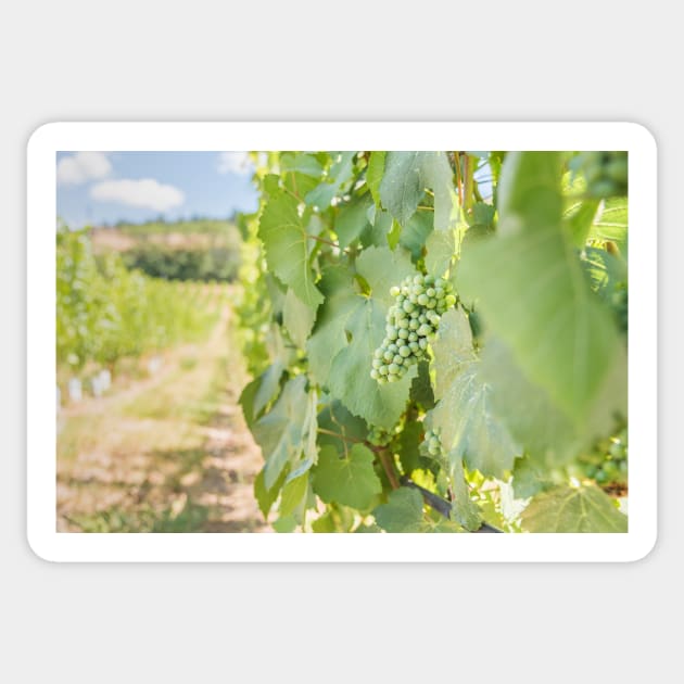 Okanagan Valley Grapevines and Blue Sky in Summer Sticker by Amy-K-Mitchell